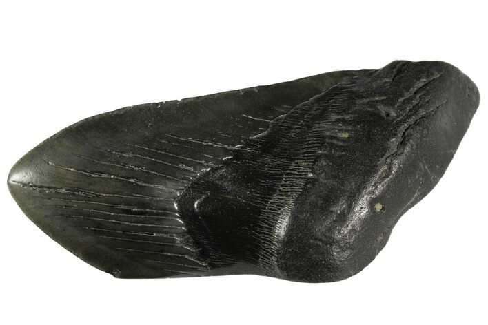 Giant, Fossil Megalodon Tooth Paper Weight #144399